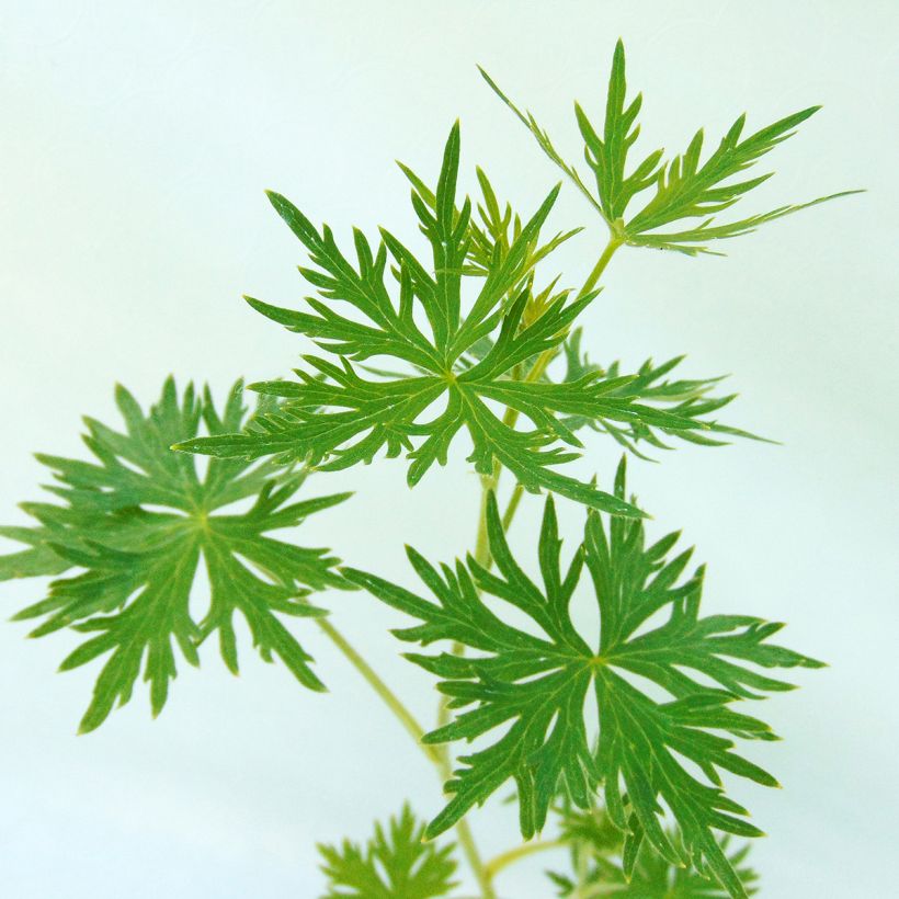 Delphinium belladonna Cliveden Beauty (Folhagem)