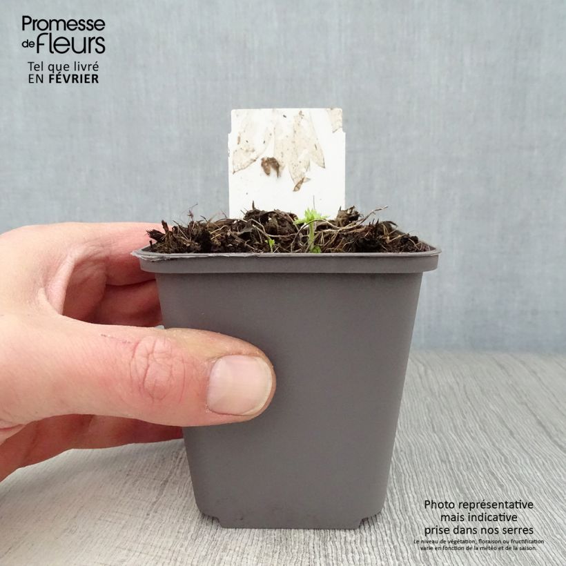 Amostra de Delphinium belladonna Cliveden Beauty Vaso de 7/8 cm tal como entregue no inverno