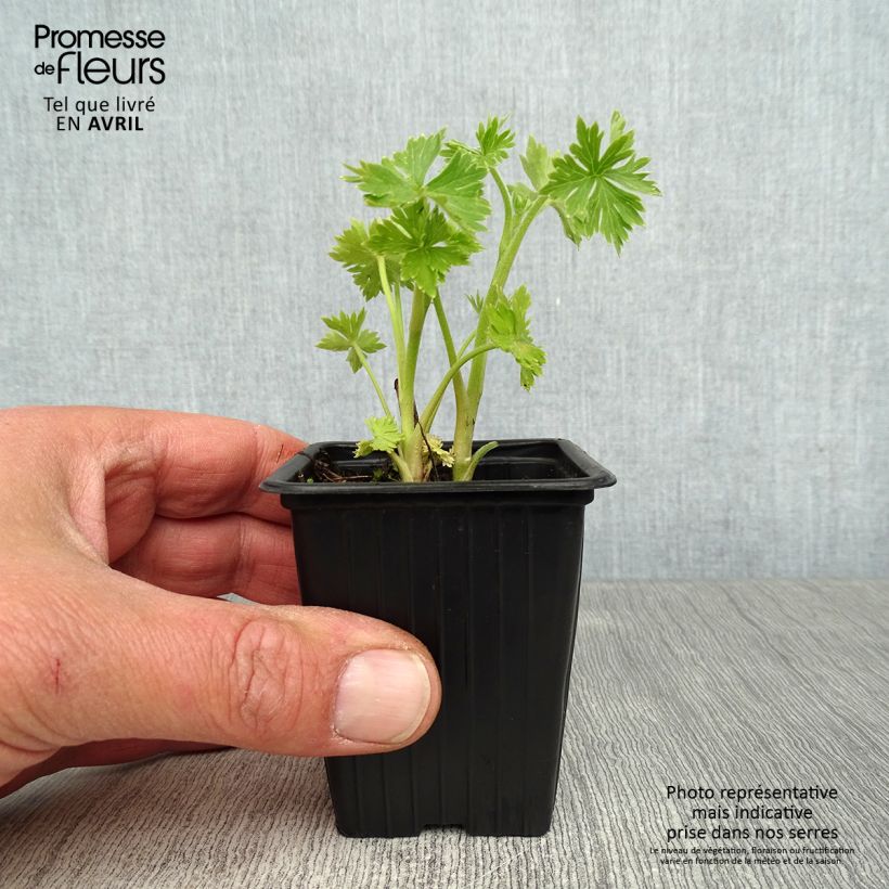 Amostra de Delphinium belladonna Cliveden Beauty Vaso de 7/8 cm tal como entregue na primavera