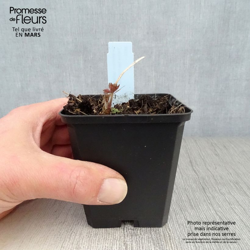 Amostra de Delphinium belladonna Kleine Nachtmusik Vaso de 8/9 cm tal como entregue na primavera