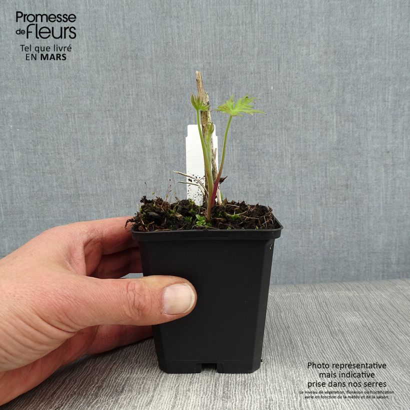 Amostra de Delphinium belladonna Kleine Nachtmusik - Pied d'Alouette vivace Vaso de 8/9 cm tal como entregue no inverno