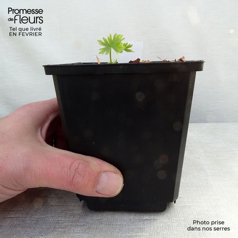 Amostra de Delphinium belladonna Moerheimii - Pied d'Alouette vivace Vaso de 8/9 cm tal como entregue no inverno