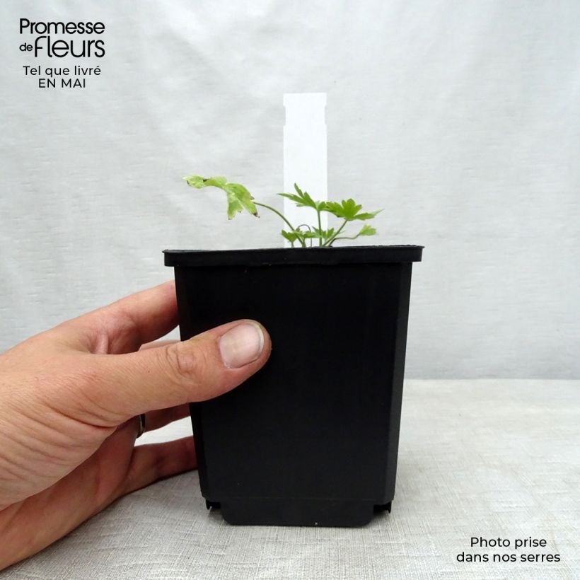 Amostra de Delphinium belladonna Moerheimii Vaso de 8/9 cm tal como entregue na primavera