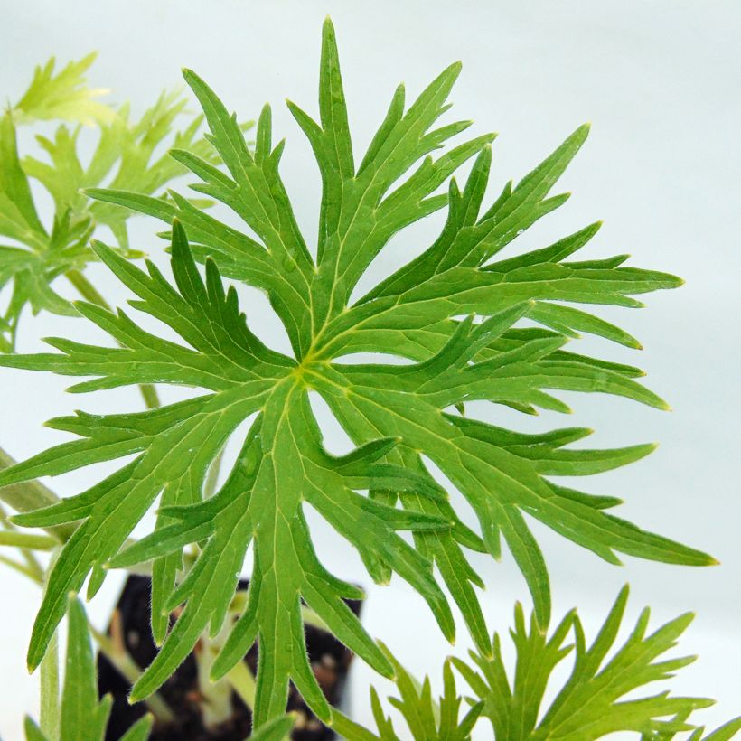 Delphinium belladonna Moerheimii (Folhagem)