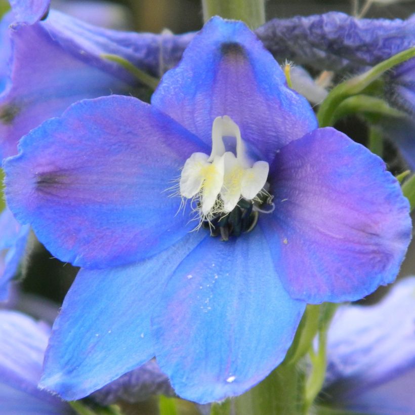 Delphinium belladonna Piccolo (Floração)