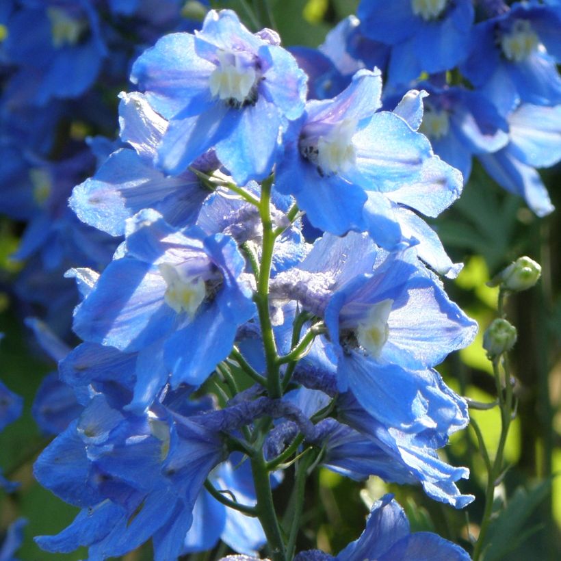 Delphinium belladonna Piccolo (Hábito)