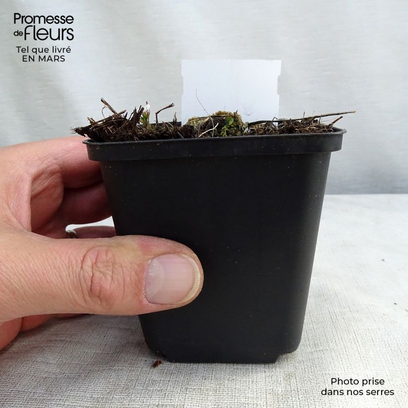 Amostra de Delphinium belladonna Piccolo Vaso de 8/9 cm tal como entregue na primavera