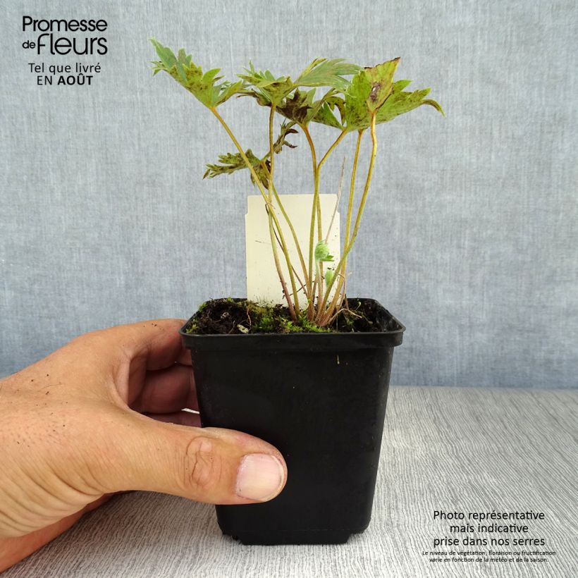 Amostra de Delphinium belladonna Piccolo Vaso de 8/9 cm tal como entregue no verão