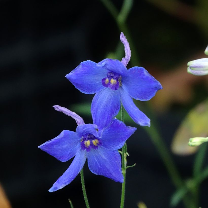 Delphinium belladonna Völkerfrieden (Floração)