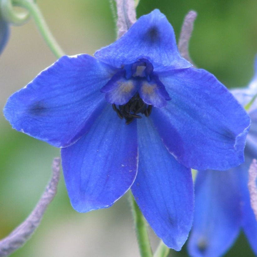 Delphinium belladonna Völkerfrieden (Floração)