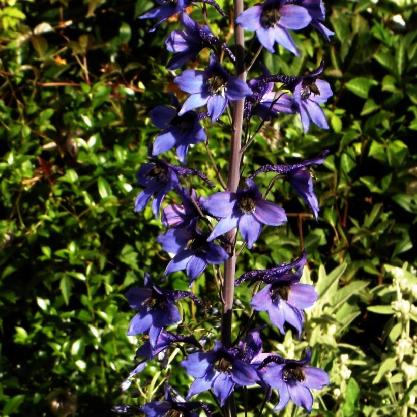 Delphinium belladonna Völkerfrieden (Hábito)