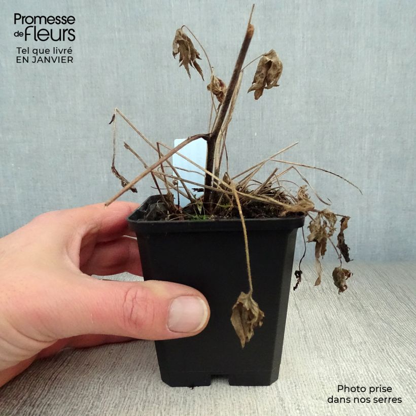 Amostra de Delphinium belladonna Völkerfrieden - Pied d'Alouette vivace Vaso de 8/9 cm tal como entregue no inverno