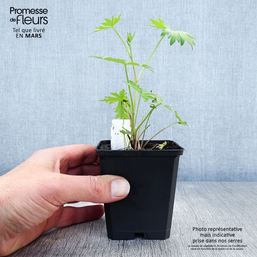 Amostra de Delphinium belladonna Völkerfrieden Vaso de 8/9 cm tal como entregue na primavera