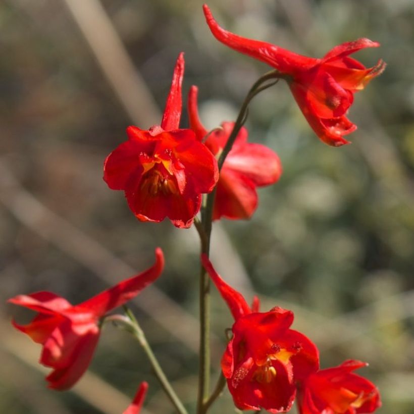 Delphinium cardinale (Floração)