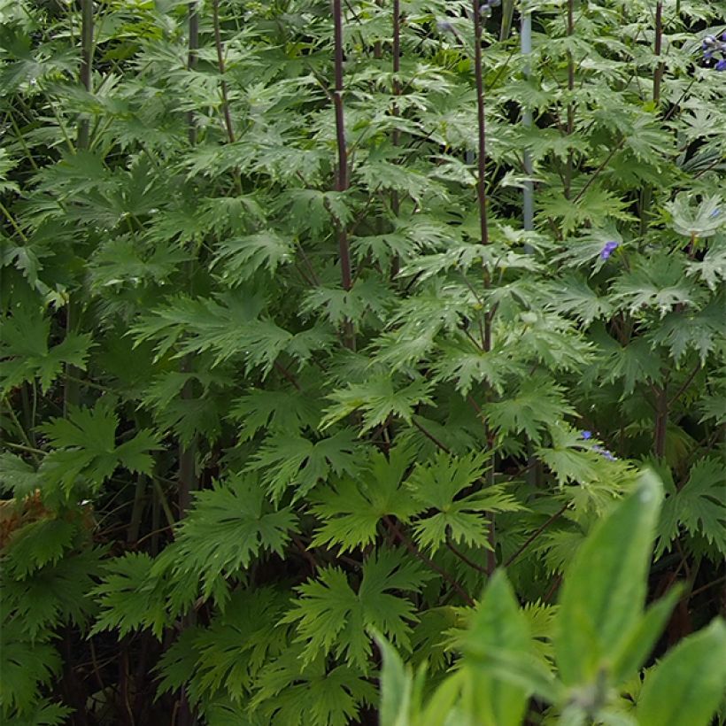 Delphinium elatum Double Innocence (Folhagem)