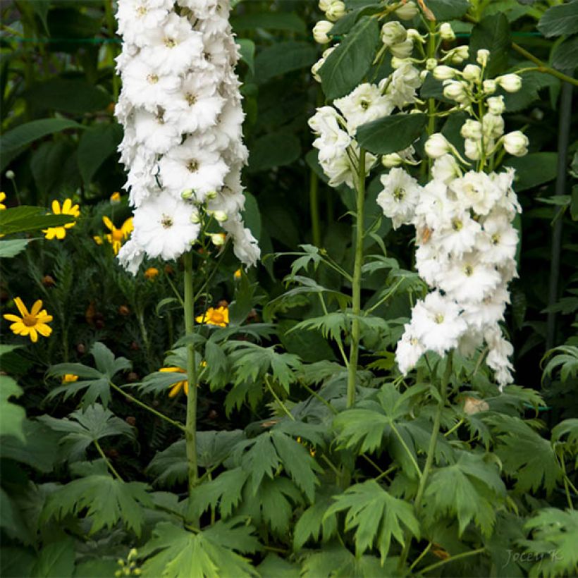 Delphinium elatum Double Innocence (Floração)