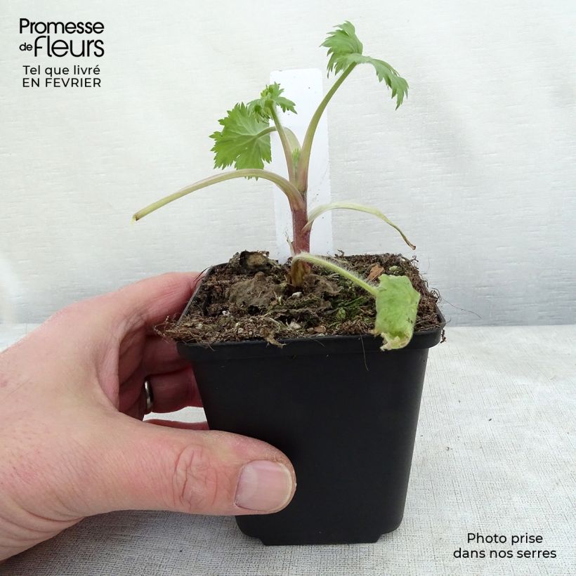 Amostra de Delphinium elatum Double Innocence - Pied d'alouette vivace Vaso de 8/9 cm tal como entregue no inverno