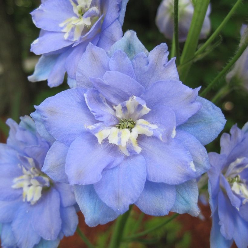 Delphinium elatum Morning Lights (Floração)