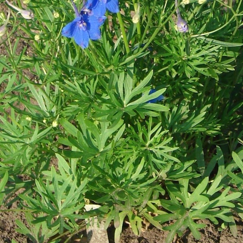 Delphinium grandiflorum Blauer Zwerg (Folhagem)