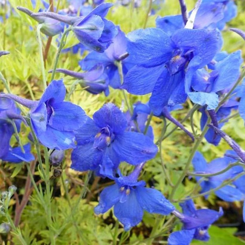 Delphinium grandiflorum Blauer Zwerg (Floração)