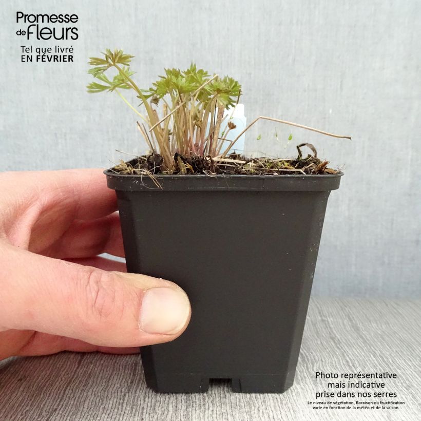 Amostra de Delphinium grandiflorum Blauer Zwerg - Pied d'Alouette Blauer Zwerg Vaso de 8/9 cm tal como entregue no inverno