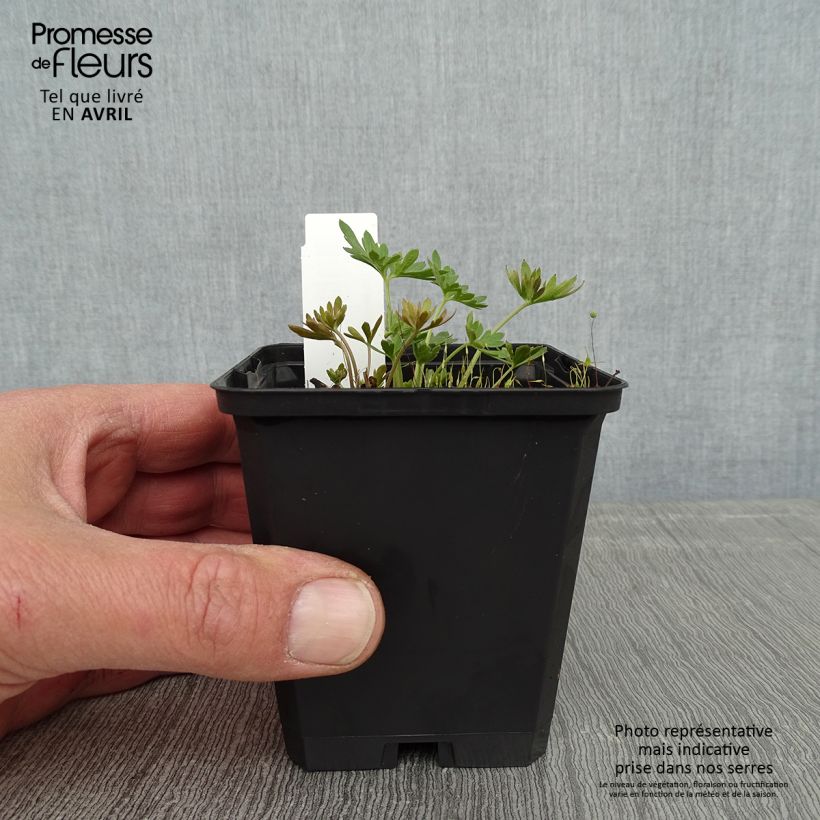 Amostra de Delphinium grandiflorum Blauer Zwerg Vaso de 8/9 cm tal como entregue na primavera