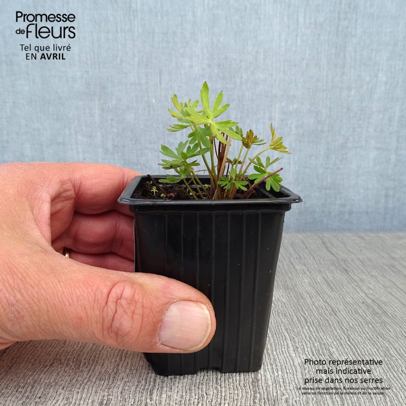 Amostra de Delphinium grandiflorum Vaso de 7/8 cm tal como entregue na primavera