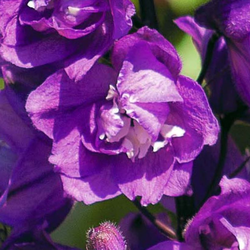 Delphinium Pacific Astolat (Floração)