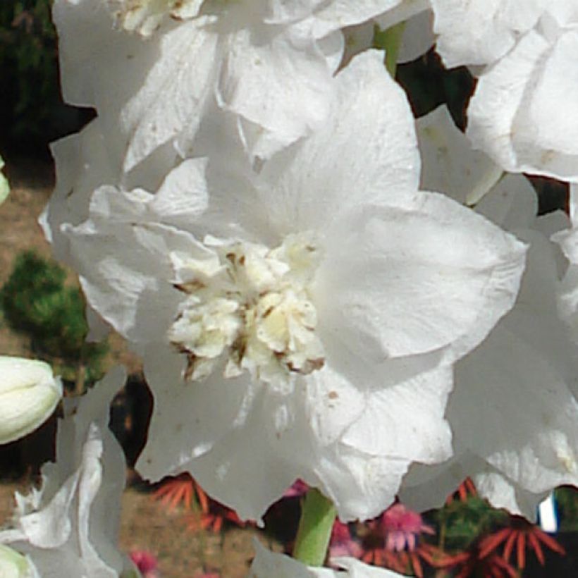 Delphinium Pacific Galahad (Floração)