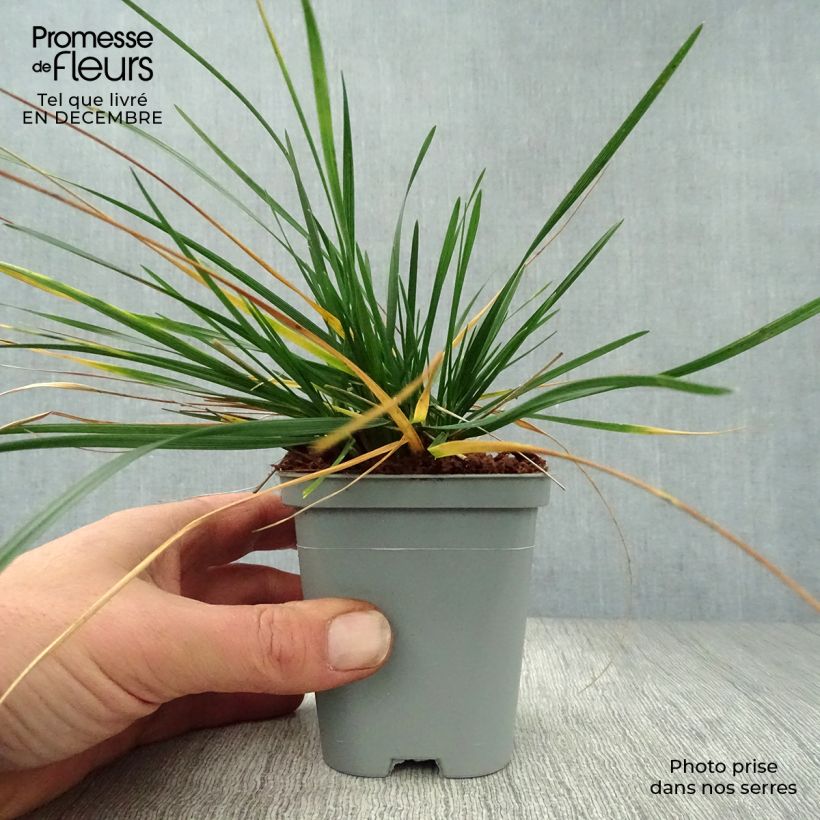 Amostra de Deschampsia cespitosa - Canche cespiteuse Vaso de 8/9 cm tal como entregue no inverno