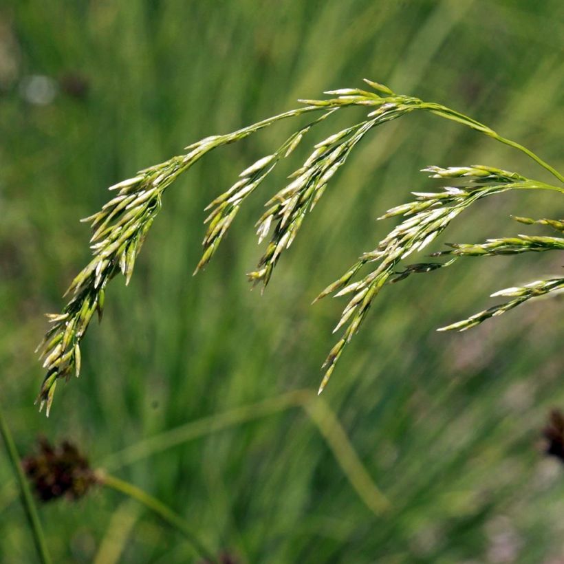 Deschampsia flexuosa (Floração)