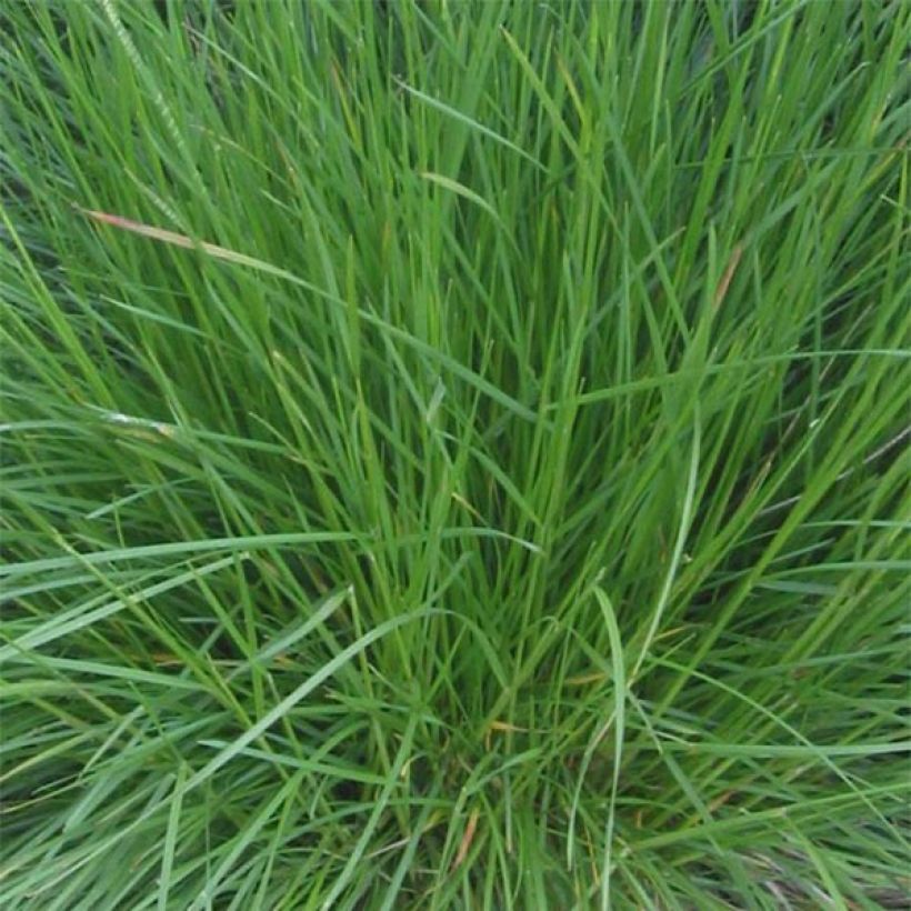 Deschampsia caespitosa Bronzeschleier (Folhagem)