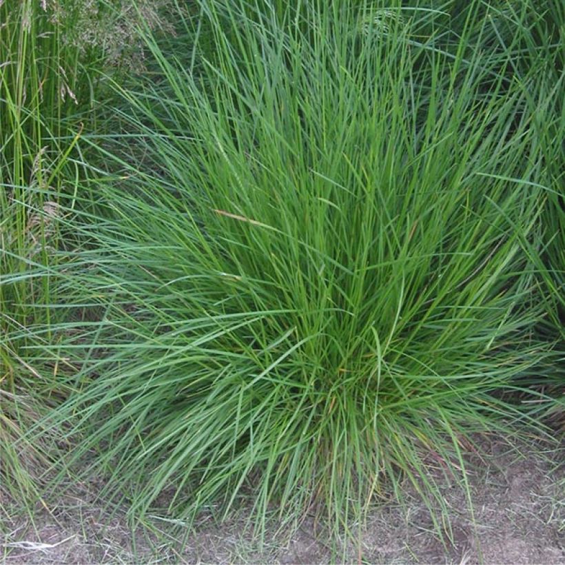 Deschampsia caespitosa Bronzeschleier (Hábito)