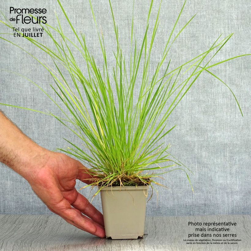 Amostra de Deschampsia caespitosa Bronzeschleier Vaso de 8/9 cm tal como entregue no verão