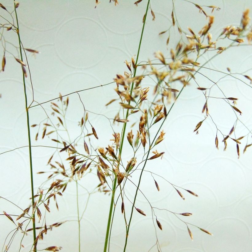 Deschampsia caespitosa (Floração)