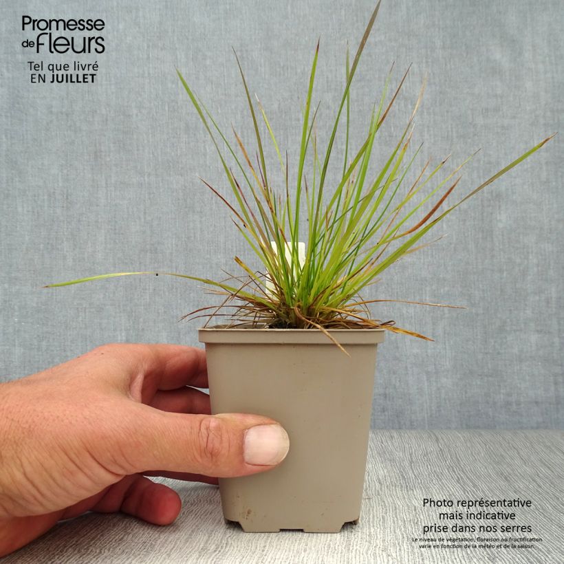 Amostra de Deschampsia caespitosa Vaso de 8/9 cm tal como entregue no verão