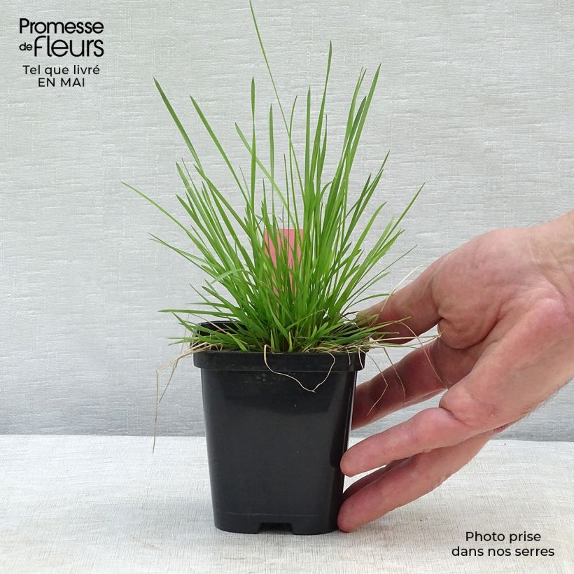 Amostra de Deschampsia caespitosa Vaso de 8/9 cm tal como entregue na primavera