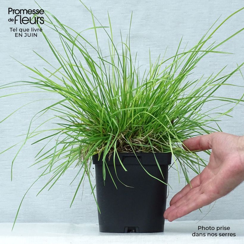 Amostra de Deschampsia caespitosa Vaso de 2 L/3 L tal como entregue no verão
