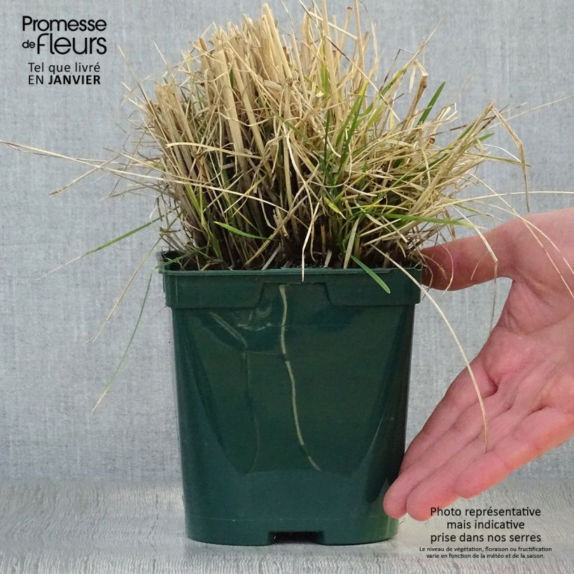 Amostra de Deschampsia cespitosa - Canche cespiteuse Vaso de 2 L/3 L tal como entregue no inverno