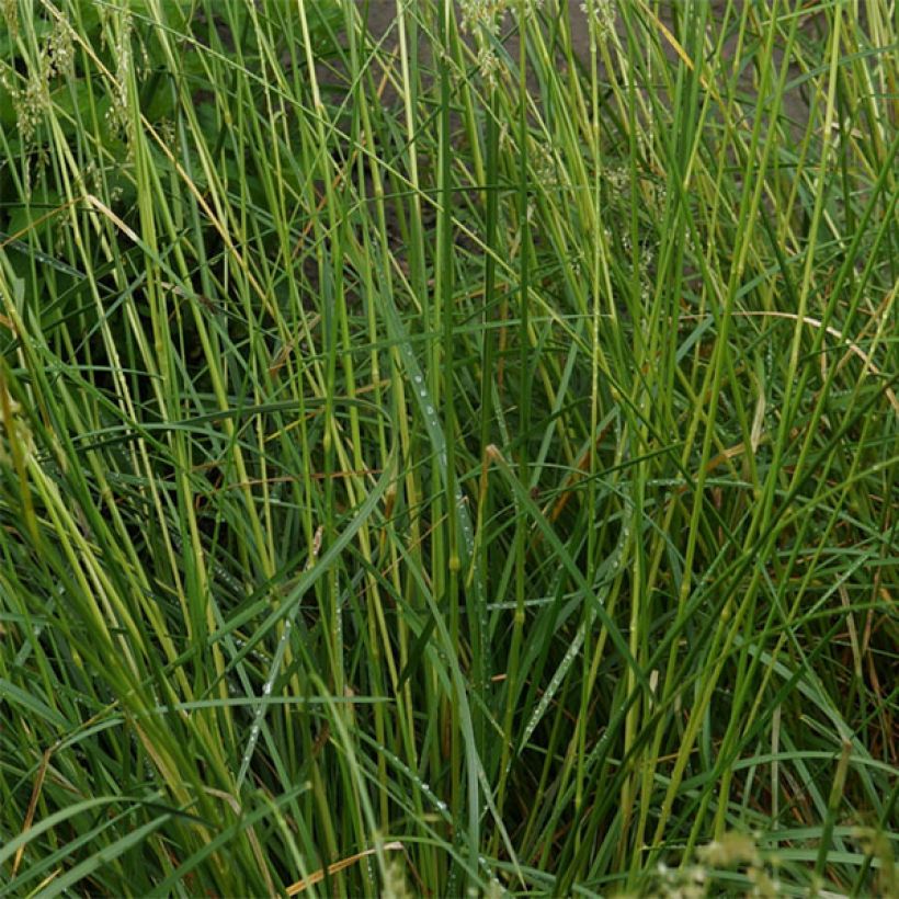 Deschampsia caespitosa Goldschleier (Folhagem)