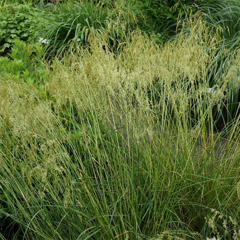 Deschampsia caespitosa Goldschleier (Hábito)
