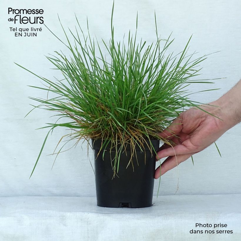 Amostra de Deschampsia caespitosa Goldschleier Vaso de 1,5 L/2 L tal como entregue no verão