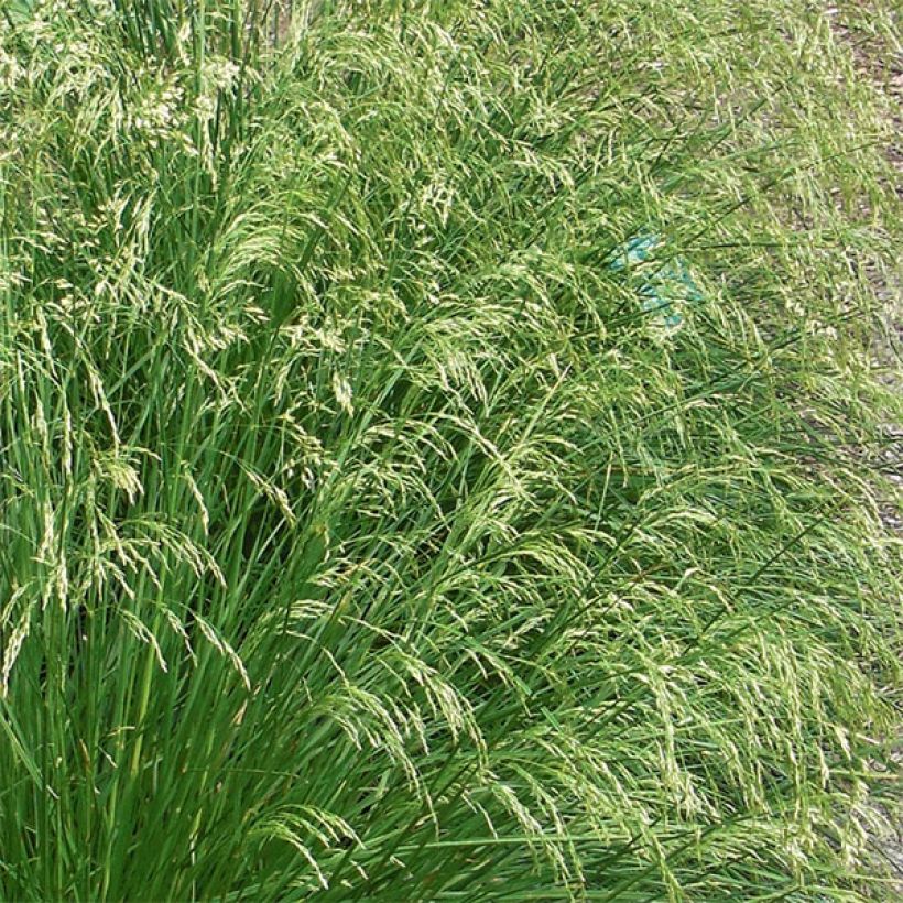Deschampsia caespitosa Goldtau (Floração)