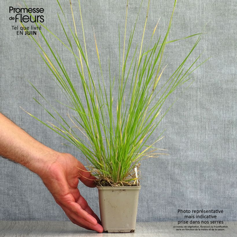 Amostra de Deschampsia caespitosa Goldtau Vaso de 8/9 cm tal como entregue no verão