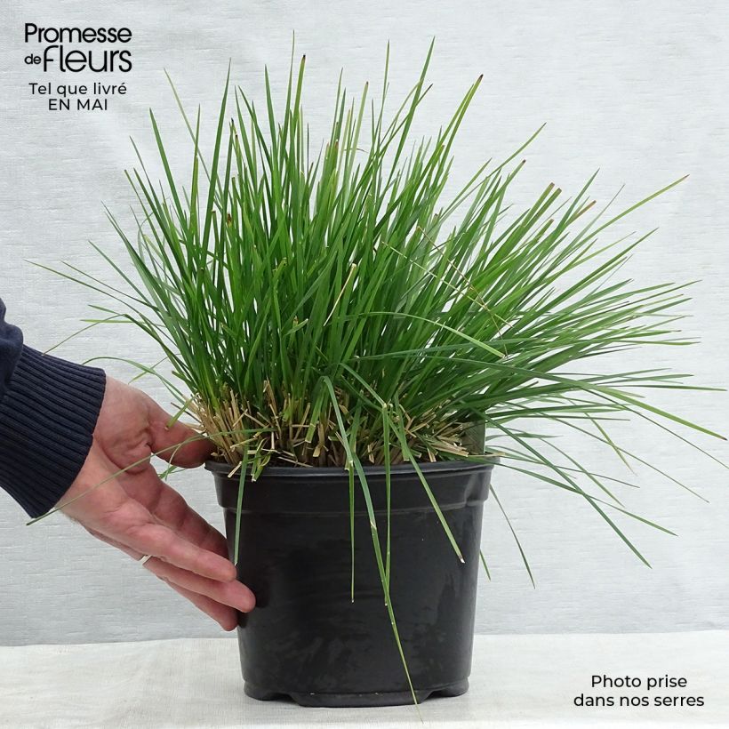 Amostra de Deschampsia caespitosa Goldtau Vaso de 2 L/3 L tal como entregue na primavera