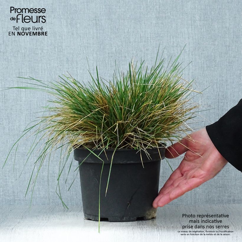 Amostra de Deschampsia caespitosa Goldtau Vaso de 2 L/3 L tal como entregue no outono