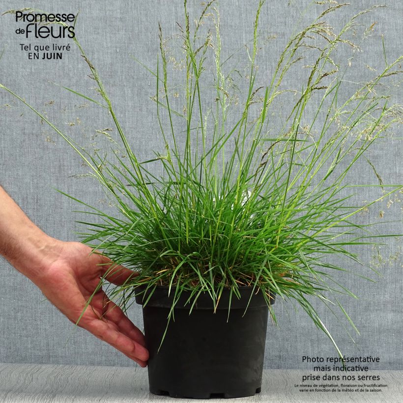 Amostra de Deschampsia caespitosa Goldtau Vaso de 2 L/3 L tal como entregue no verão
