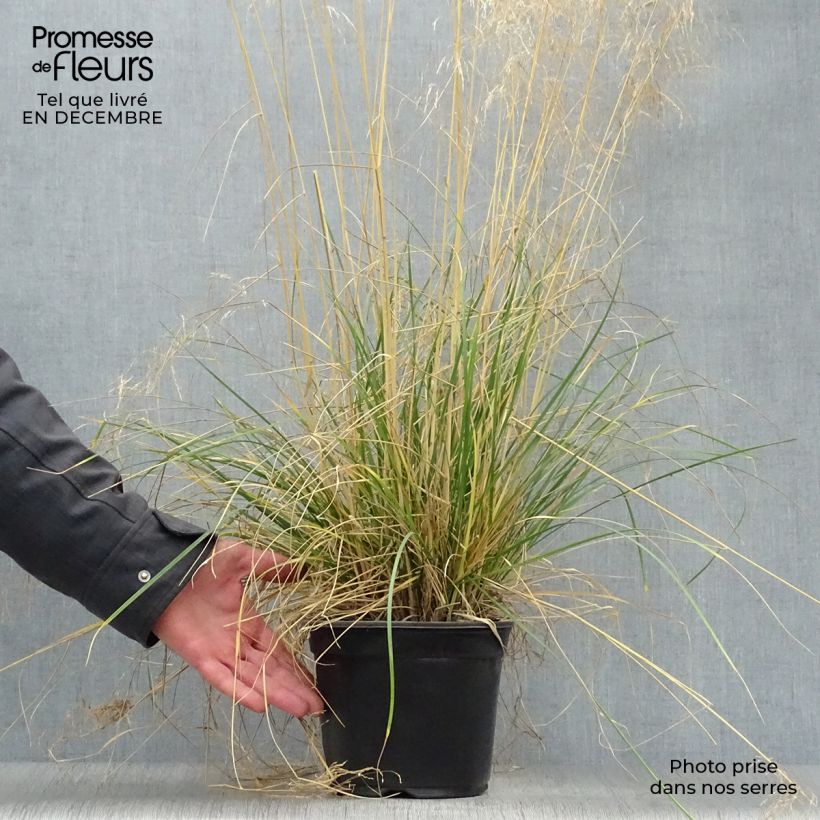 Amostra de Deschampsia caespitosa Goldtau Vaso de 2 L/3 L tal como entregue no inverno