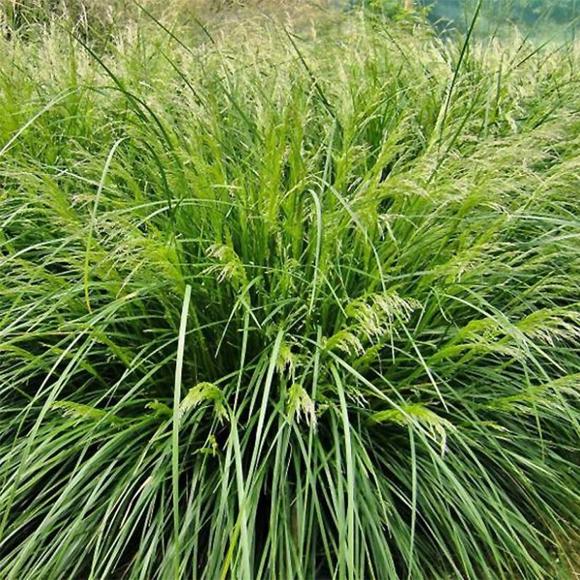 Deschampsia caespitosa Palava (Hábito)