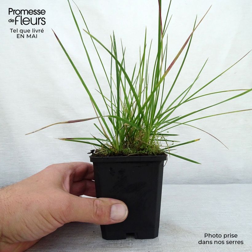 Amostra de Deschampsia caespitosa Palava Vaso de 8/9 cm tal como entregue na primavera